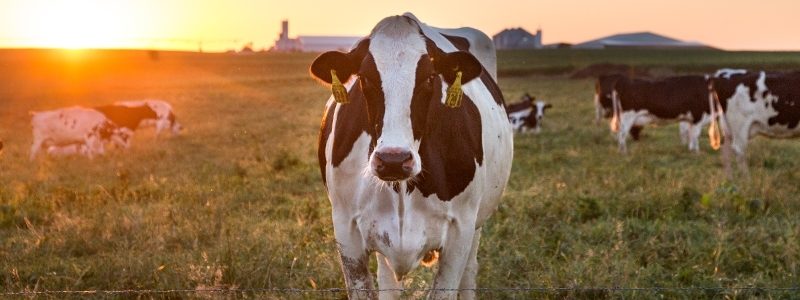 Dairy cows in a field at sunset