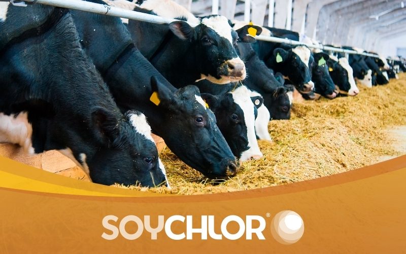 SoyChlor® Product Ad
