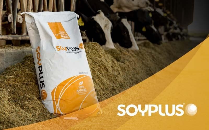 SoyPlus Beyond Bypass