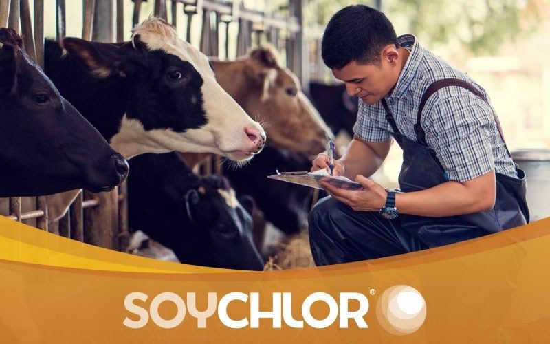 December Native Ad SoyChlor
