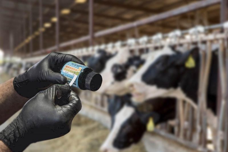 pH Urine Test Strips to Monitor Pre-fresh Cows